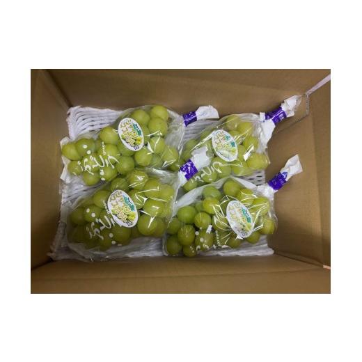 ふるさと納税 ぶどう 長野県 中川村 丸木屋農園 シャインマスカット ご家庭用約1.8kg