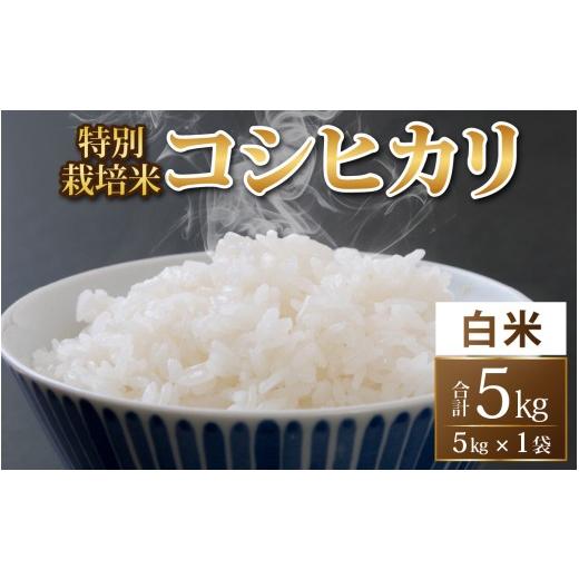 ふるさと納税 米 コシヒカリ 福井県 永平寺町 令和8年度産 新米 先行予約 白米 特別栽培米 コシヒカリ 5kg A-033103 無農薬 減農薬 こしひかり 特別栽培 白米…