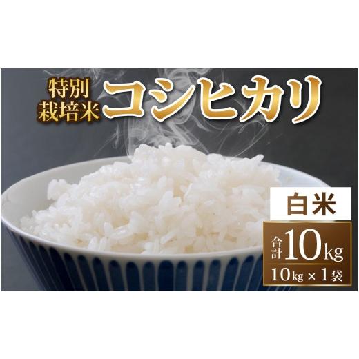 ふるさと納税 米 コシヒカリ 福井県 永平寺町 令和8年度産 新米 先行予約 白米 特別栽培米 コシヒカリ 10kg / 無農薬 減農薬 こしひかり 特別栽培 10キロ …