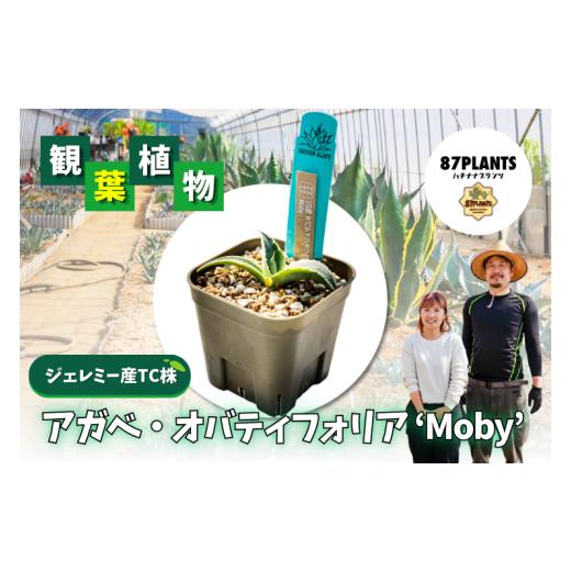 ふるさと納税 花・苗木 茨城県 鹿嶋市 ガーデニング 多肉植物 アガベ オバティフォリア Moby 園芸 花 フラワー 観葉植物 hidden agave ジェレミー産 TC株 ふる…