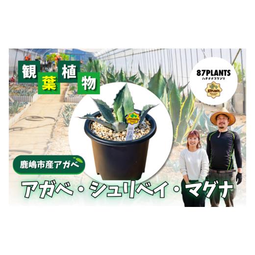 ふるさと納税 花・苗木 茨城県 鹿嶋市 ガーデニング 多肉植物 アガベ シュリベイ マグナ 園芸 花 フラワー 観葉植物 agave 鹿嶋市産 実生 耐寒性 ふるさと納税…