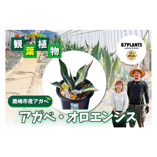 ふるさと納税 花・苗木 茨城県 鹿嶋市 ガーデニング 多肉植物 アガベ オロエンシス 園芸 花 フラワー 観葉植物 agave 鹿嶋市産 実生 oroensis ふるさと納税 茨…