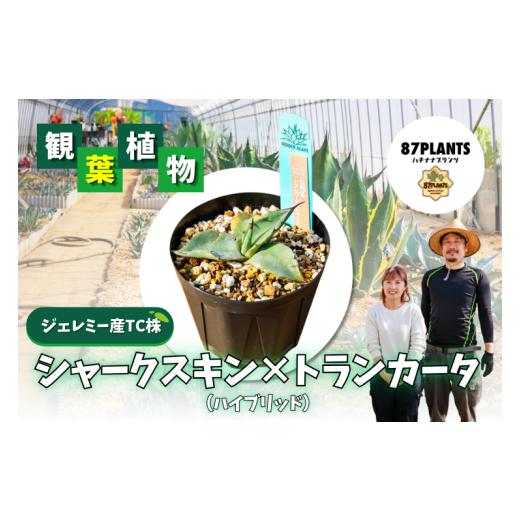 ふるさと納税 花・苗木 茨城県 鹿嶋市 ガーデニング 多肉植物 アガベ トランカータ×シャークスキン 園芸 花 フラワー 観葉植物 hidden agave ジェレミー産 ハ…