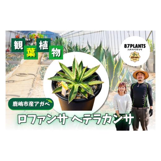 ふるさと納税 花・苗木 茨城県 鹿嶋市 ガーデニング 多肉植物 アガベ ロファンサ ヘテラカンサ 園芸 花 フラワー 観葉植物 リュウゼツラン 白覆輪 Agavelophan…