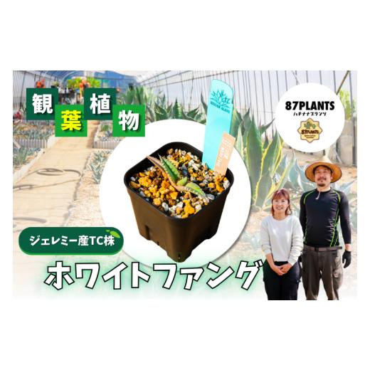 ふるさと納税 花・苗木 茨城県 鹿嶋市 ガーデニング 多肉植物 アガベ White Fang 園芸 花 フラワー 観葉植物 リュウゼツラン 竜舌蘭 ホワイトファング US Hidd…