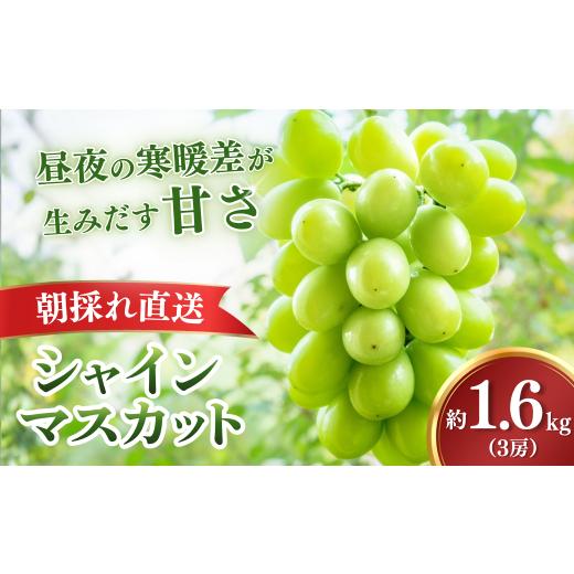 ふるさと納税 ぶどう マスカット 栃木県 茂木町 シャインマスカット 2026年9月上旬より順次発送・先行受付 訳あり もてぎ育ちのシャインマスカット 約1.6kg(3…
