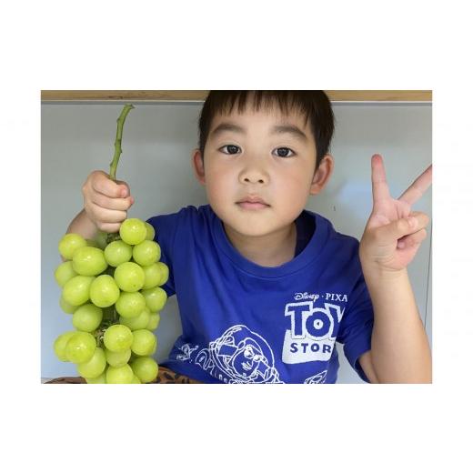 ふるさと納税 ぶどう マスカット 岡山県 岡山市 食べきりサイズ ご家庭用 岡山県産シャインマスカット 400g×2パック(計800g)