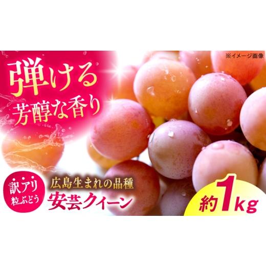 ふるさと納税 果物類 ぶどう 広島県 三次市 2026年先行予約 訳あり 安芸クイーン 約1kg(500g×2パック) 8月下旬から順次発送 粒入 ブドウ 果物 くだもの フ…