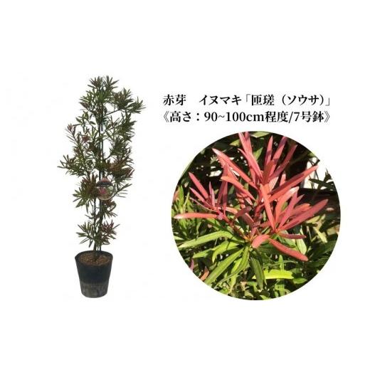 ふるさと納税 雑貨・日用品 苗木 千葉県 匝瑳市 赤芽 イヌマキ 「匝瑳(ソウサ)」[高さ:90〜100cm程度] 高さ 90〜100cm程度