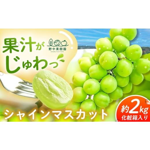 ふるさと納税 ぶどう マスカット 長崎県 - シャインマスカット 約2kg (3〜4房) 8月〜発送 長崎県/野中果樹園 42AAAP008 果物 フルーツ ぶどう 葡萄 白ぶどう …