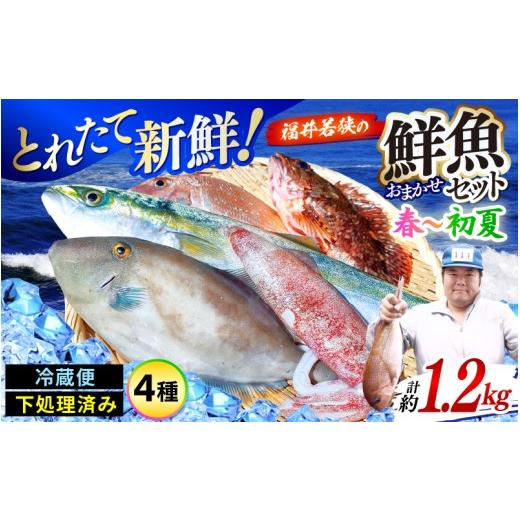 ふるさと納税 旬の鮮魚等 福井県 美浜町 期間限定 福井 若狭の 鮮魚セット 春〜初夏 計約1.2kg 鮮魚 魚介類 海鮮 下処理 小分け 冷蔵 切り身 簡単調理 手軽 …