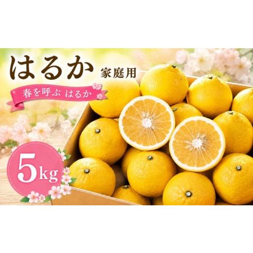 ふるさと納税 果物類 みかん 愛媛県 松山市 2027年2月頃から順次発送 春を呼ぶ はるか 家庭用 5kg | みかん 5kg みかん 愛媛 みかん 松山 みかん 農家直送 家…