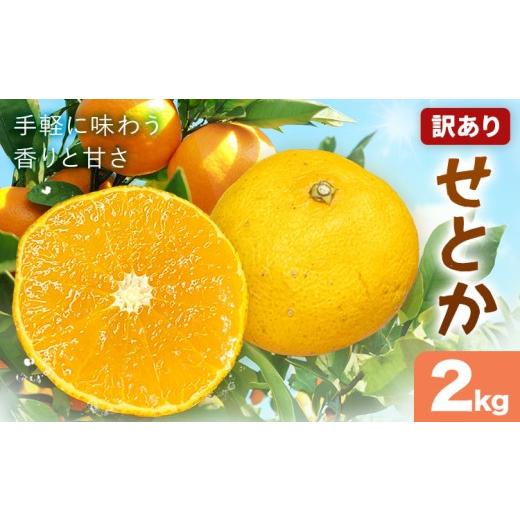 ふるさと納税 みかん・柑橘類 和歌山県 紀の川市 せとか 訳あり 2kg(10-16玉前後) 株式会社農業福祉研究機構[2027年2月下旬-3月下旬頃出荷]和歌山県 紀の川…