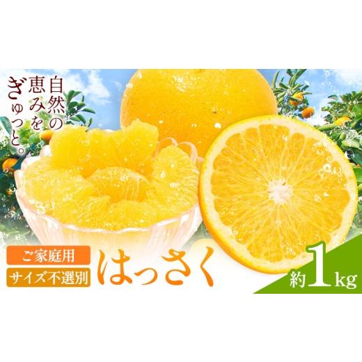 ふるさと納税 みかん・柑橘類 和歌山県 日高町 ご家庭用 八朔 サイズ不選別 約1kg[2027年1月末-3月上旬出荷予定]和歌山県 日高町 柑橘 はっさく ハッサク …