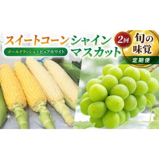 ふるさと納税 ぶどう マスカット 長野県 東御市 2回定期便 旬の味覚定期便(ゴールドラッシュとピュアホワイトのスイートコーン食べ比べ 約3.2kg・シャインマ…