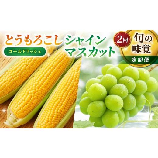ふるさと納税 ぶどう マスカット 長野県 東御市 2回定期便 旬の味覚定期便(農家直送 とうもろこし(ゴールドラッシュ)12本・シャインマスカット2房)| 小…