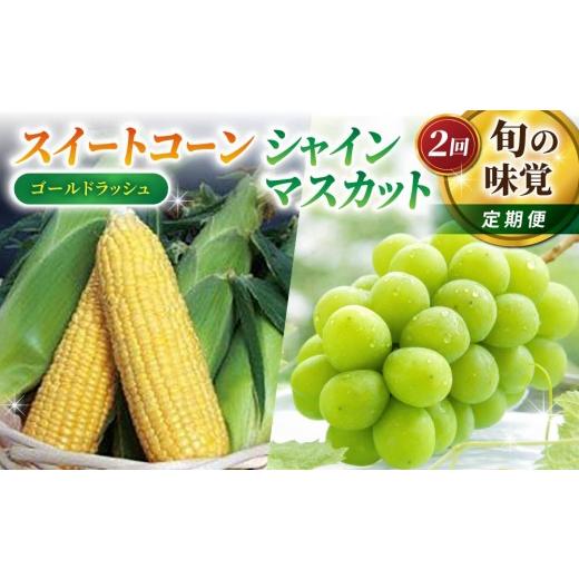ふるさと納税 ぶどう マスカット 長野県 東御市 2回定期便 旬の味覚定期便(フルーツみたいなイエロースイートコーン(ゴールドラッシュ) 15本・シャインマス…