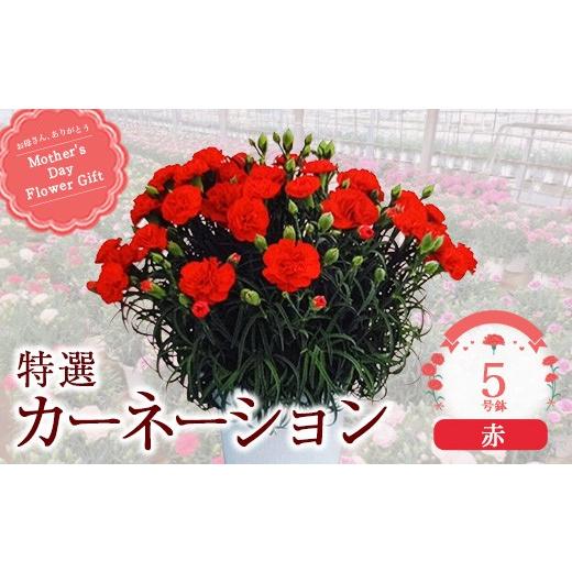 ふるさと納税 雑貨・日用品 花 千葉県 市川市 2027年5月出荷 特選カーネーション5号鉢 カラー:赤 12203-0432-1 カラー:赤