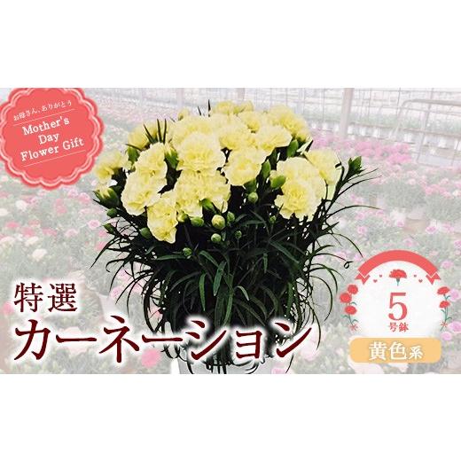 ふるさと納税 雑貨・日用品 花 千葉県 市川市 2027年5月出荷 特選カーネーション5号鉢 カラー:黄色系 12203-0432-3 カラー:黄色系