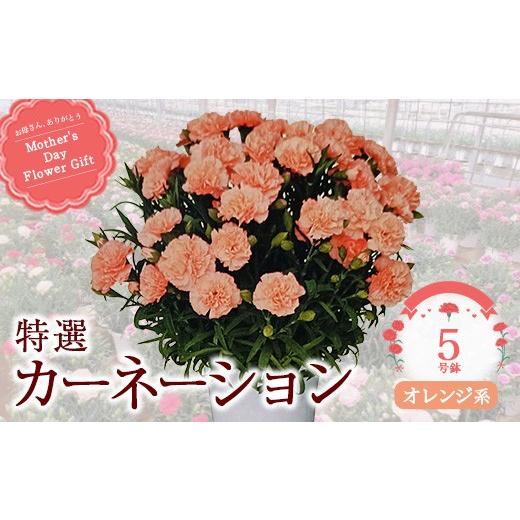 ふるさと納税 雑貨・日用品 花 千葉県 市川市 2027年5月出荷 特選カーネーション5号鉢 カラー:オレンジ系 12203-0432-4 カラー:オレンジ系