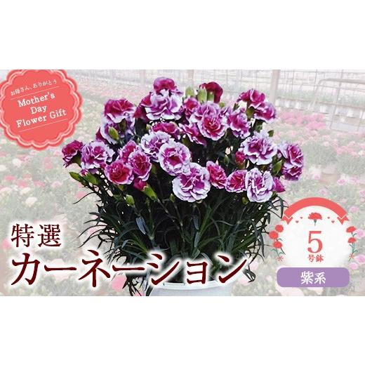 ふるさと納税 雑貨・日用品 花 千葉県 市川市 2027年5月出荷 特選カーネーション5号鉢 カラー:紫系 12203-0432-5 カラー:紫系