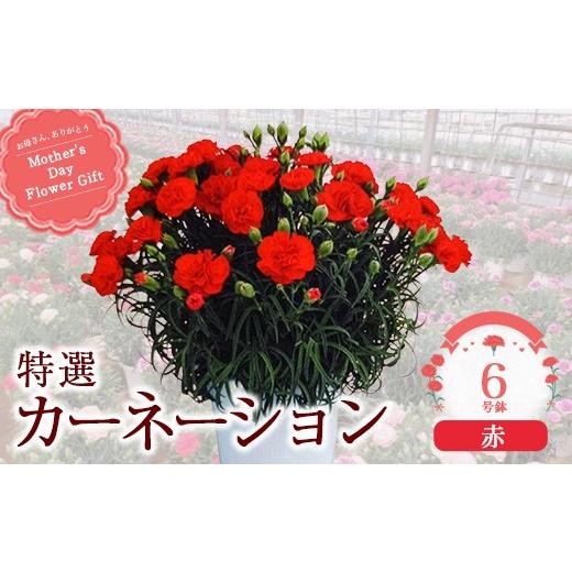ふるさと納税 雑貨・日用品 花 千葉県 市川市 2027年5月出荷 特選カーネーション6号鉢 カラー:赤 12203-0433-1 カラー:赤