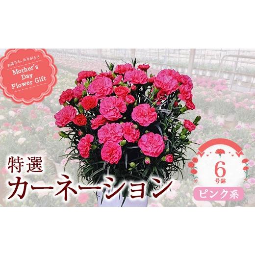 ふるさと納税 雑貨・日用品 花 千葉県 市川市 2027年5月出荷 特選カーネーション6号鉢 カラー:ピンク系 12203-0433-2 カラー:ピンク系