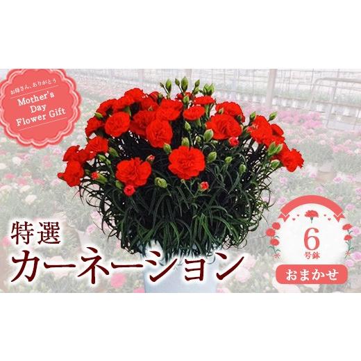 ふるさと納税 雑貨・日用品 花 千葉県 市川市 2027年5月出荷 特選カーネーション6号鉢 カラー:お任せ 12203-0433-4 カラー:お任せ