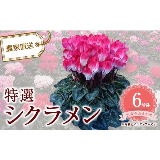 ふるさと納税 雑貨・日用品 花 千葉県 市川市 特選シクラメン6号鉢 色完全お任せ 12203-0435-1 色お任せ