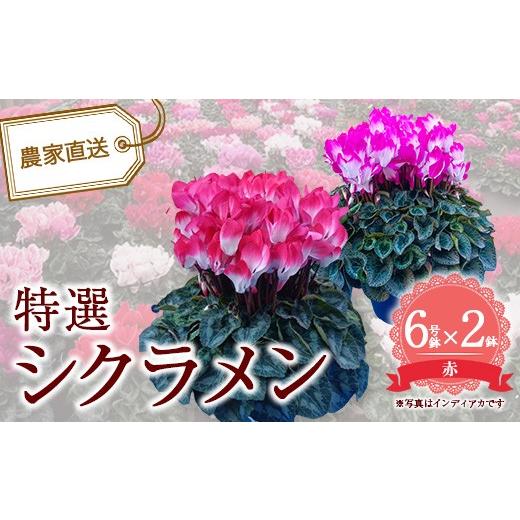 ふるさと納税 雑貨・日用品 花 千葉県 市川市 特選シクラメン6号2鉢入 赤 12203-0436-1 赤