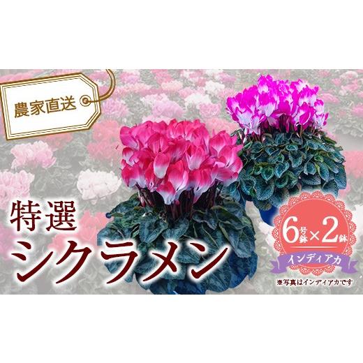 ふるさと納税 雑貨・日用品 花 千葉県 市川市 特選シクラメン6号2鉢入 インディアカ 12203-0436-2 インディアカ