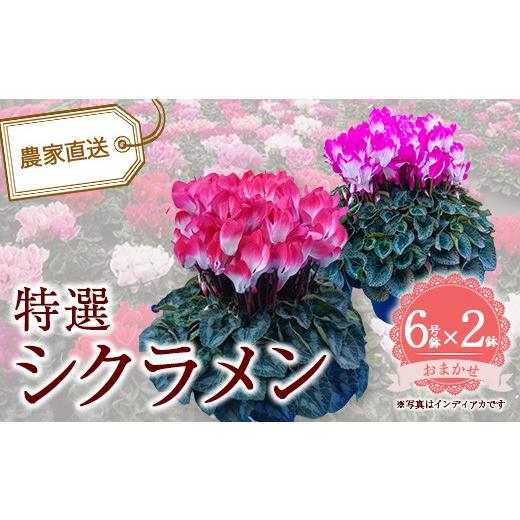 ふるさと納税 雑貨・日用品 花 千葉県 市川市 特選シクラメン6号2鉢入 色お任せ 12203-0436-3 色お任せ