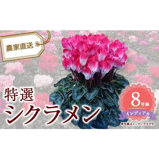ふるさと納税 雑貨・日用品 花 千葉県 市川市 特選シクラメン8号鉢 インディアカ 12203-0438-1 インディアカ