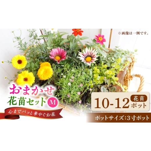 ふるさと納税 花・苗木 岐阜県 瑞浪市 おまかせ花苗セット M 10-12ポット / 瑞浪市 中山園芸 セット おまかせ 苗 寄せ植え プレゼント フラワー 花 お花 花苗…