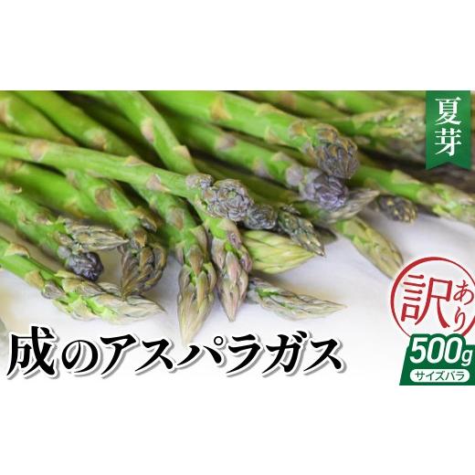 ふるさと納税 野菜類 アスパラガス 山形県 米沢市 令和8年産 成のアスパラガス 訳あり 500g(サイズバラ)夏芽 〔 2026年 7月上旬頃 〜 9月中旬発送予定 …