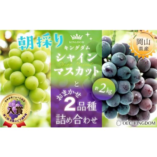 ふるさと納税 ぶどう マスカット 岡山県 瀬戸内市 ぶどう 2026年 先行予約 シャインマスカット と おまかせ 2品種 詰め合わせ 合計2kg ブドウ 葡萄 岡山県産 …