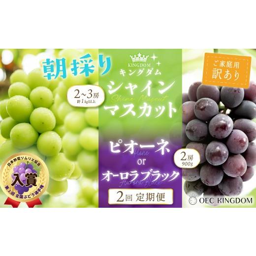 ふるさと納税 ぶどう マスカット 岡山県 瀬戸内市 2026年 先行予約 ご家庭用 ぶどう 2回 定期便 ピオーネ オーロラブラック シャインマスカット ブドウ 葡萄 …