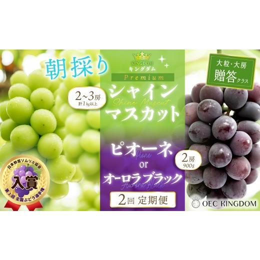ふるさと納税 ぶどう マスカット 岡山県 瀬戸内市 2026年 先行予約 贈答クラス ぶどう 2回 定期便 ピオーネ オーロラブラック シャインマスカット ブドウ 葡萄…