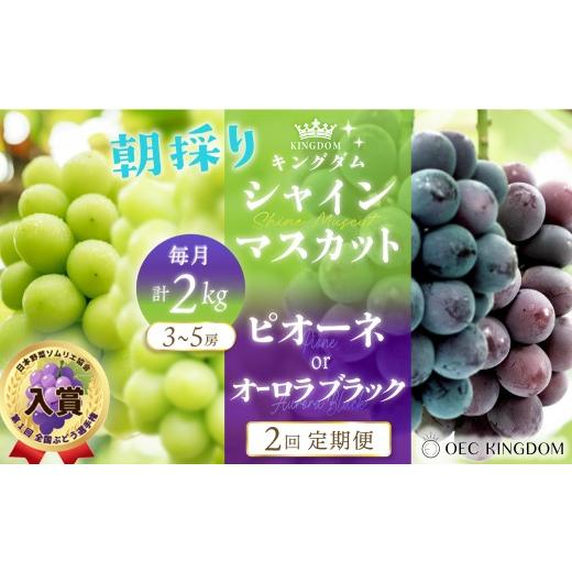 ふるさと納税 ぶどう マスカット 岡山県 瀬戸内市 2026年 先行予約 ぶどう 2回 定期便 (毎月計2kg発送) ピオーネ オーロラブラック シャインマスカット ブド…