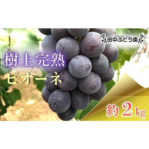 ふるさと納税 果物類 ぶどう 大阪府 河内長野市 2026年8月中旬頃出荷分先行予約 田中ぶどう園 厳選 ピオーネ 約2.0kg(3〜4房) 詰め合わせ 大粒 種なし ぶど…