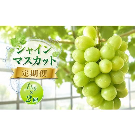 ふるさと納税 果物類 ぶどう 香川県 丸亀市 シャインマスカット 定期便 1kg 2回 朝採り マスカット フルーツ定期便 ぶどう 葡萄 ブドウ フルーツ 果物 くだも…