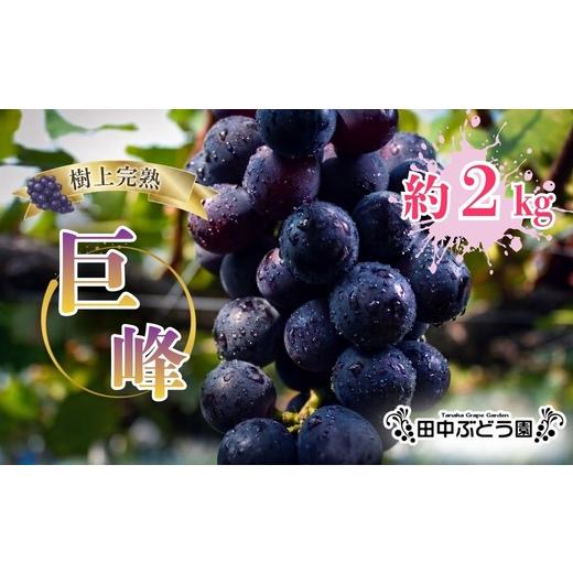 ふるさと納税 果物類 ぶどう 大阪府 河内長野市 2026年8月中旬頃先行予約 田中ぶどう園 厳選 巨峰 約2.0kg(4〜5房) 詰め合わせ 大粒 種なし ぶどう ブドウ …