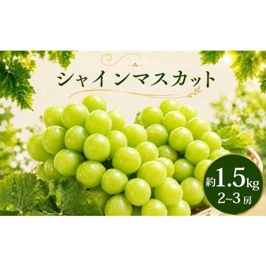 ふるさと納税 ぶどう マスカット 埼玉県 久喜市 シャインマスカット 1.5kg 2026年 先行予約 数量限定 | シャインマスカット ぶどう 葡萄 グレープ 果物 フルー…