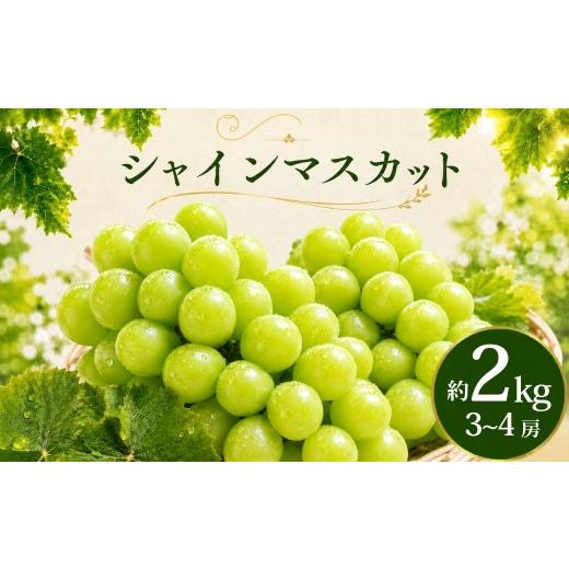 ふるさと納税 ぶどう マスカット 埼玉県 久喜市 シャインマスカット 2kg 2026年 先行予約 数量限定 | シャインマスカット ぶどう 葡萄 グレープ 果物 フルーツ…