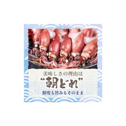 ふるさと納税 いか 富山県 富山市  先んずる取って置く 2027年3月今後順次送りとどける申し合わせ 朝獲れ 富山湾の旬 沸騰させるほたるいか 400g 冷蔵