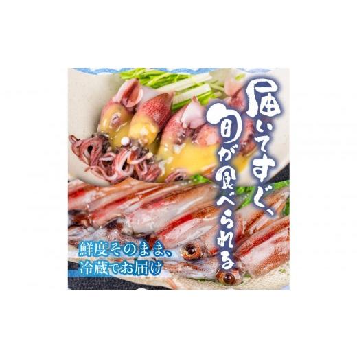 ふるさと納税 いか 富山県 富山市  先んずる取って置く 2027年3月今後順次送りとどける申し合わせ 朝獲れ 富山湾の旬 沸騰させるほたるいか 400g 冷蔵