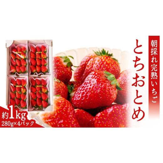 ふるさと納税 いちご 茨城県 城里町 2027年1月発送 とちおとめ 約1kg (280g × 4パック)先行予約 いちご イチゴ ストロベリー 赤い 甘い 冬 フルーツ 果物 …