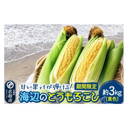 ふるさと納税 とうもろこし 宮城県 名取市 期間限定 甘い果汁が弾ける 海辺のとうもろこし 黄色 約3kg(7〜8本程度)イエローコーン 今が旬 トウモロコシ と…