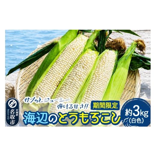ふるさと納税 とうもろこし 宮城県 名取市 期間限定 ガブッとジューシー弾ける甘さ 海辺のとうもろこし 白色 約3kg(7〜8本程度)ホワイトコーン 今が旬 トウ…