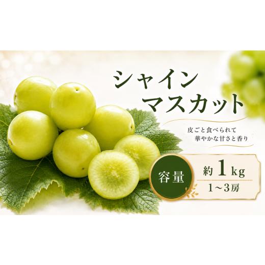 ふるさと納税 ぶどう マスカット 長野県 小布施町 先行受付 シャインマスカット 容量 約1kg 1〜3房 2026年9月上旬〜11月上旬発送 [新規就農者応援コース 幸作…